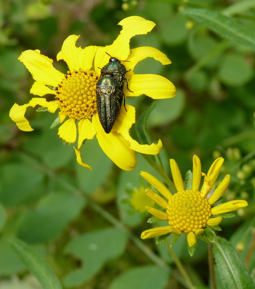 Acmaeodera