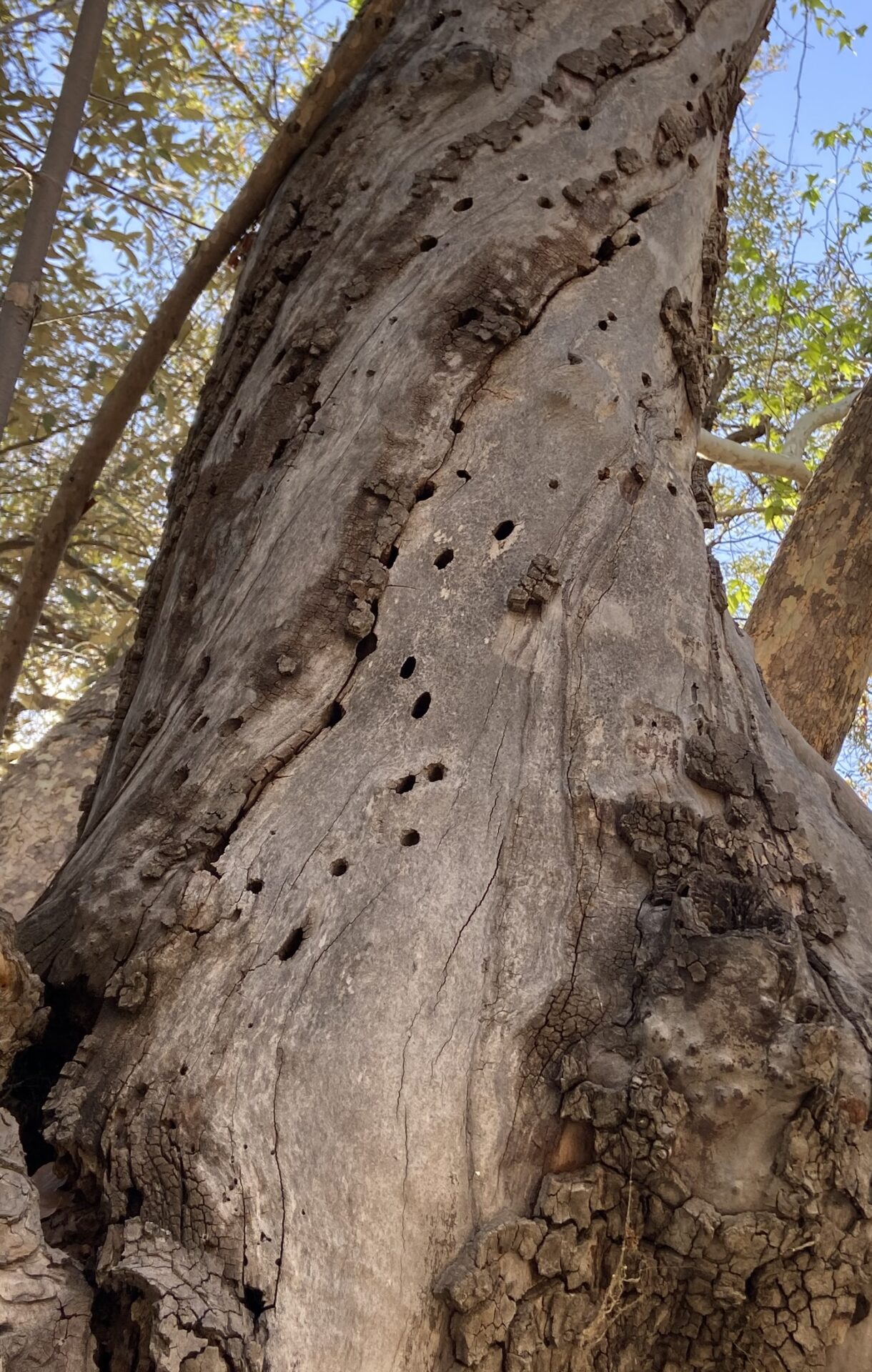 Emergence holes