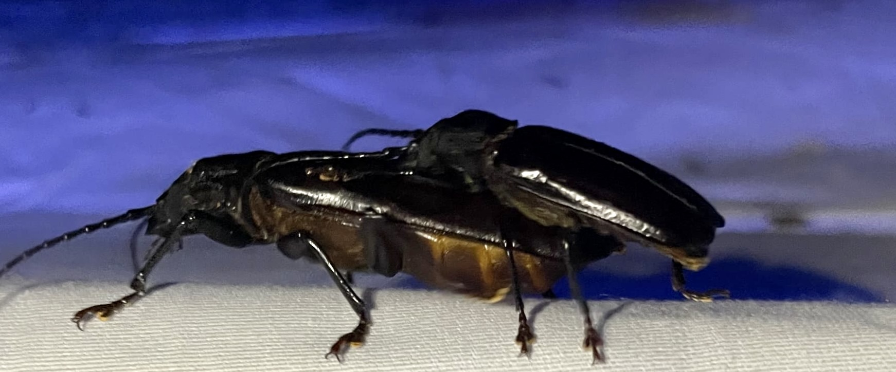 Mallodon.Steve Lingafelter 2