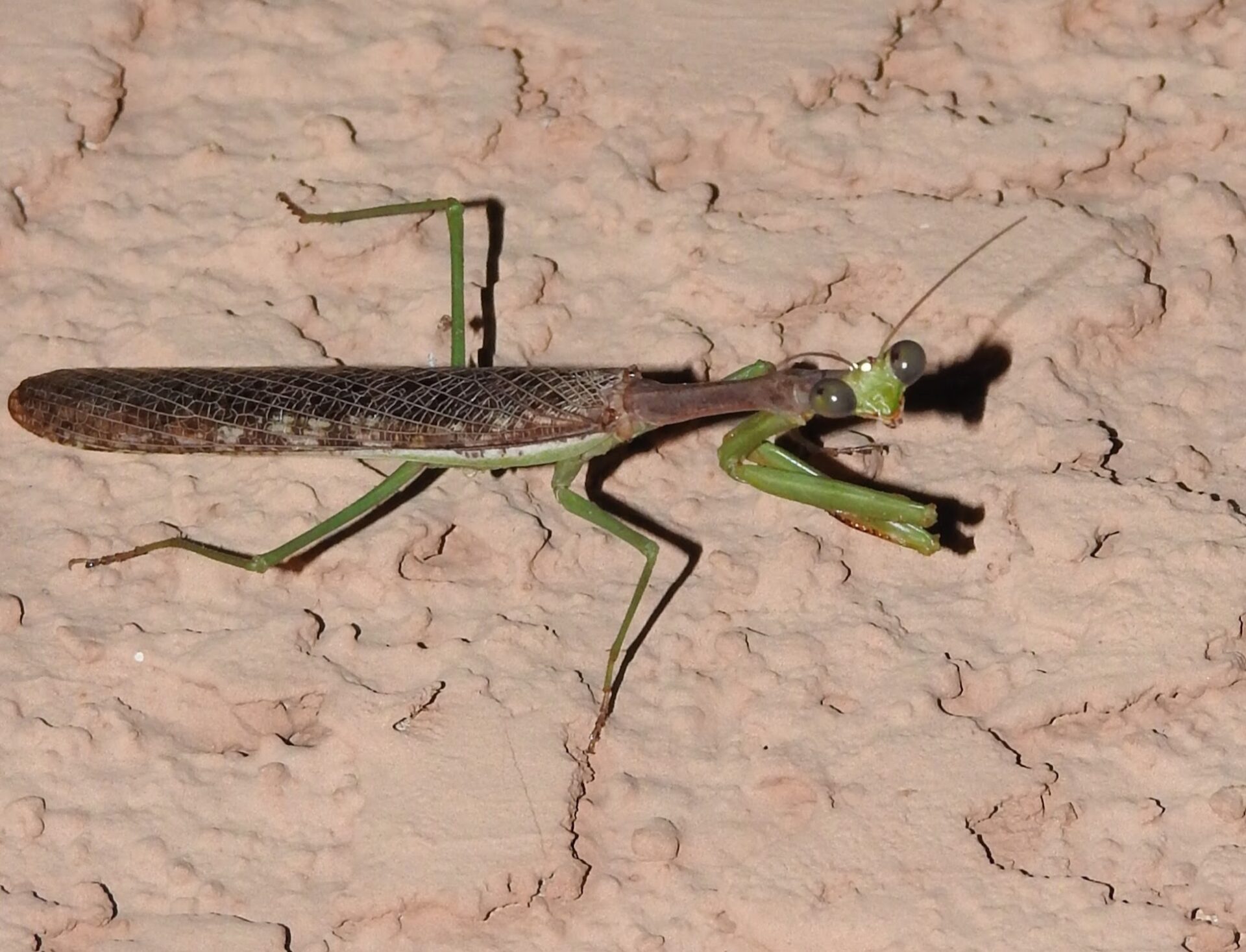 Mantis.Freedman