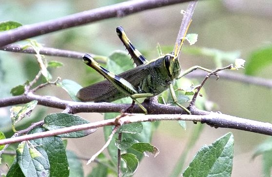 Grasshopper. J. Burkstrand