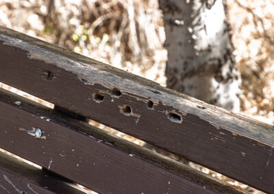 Bench with bee holes