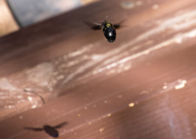 Carpenter Bee in flight