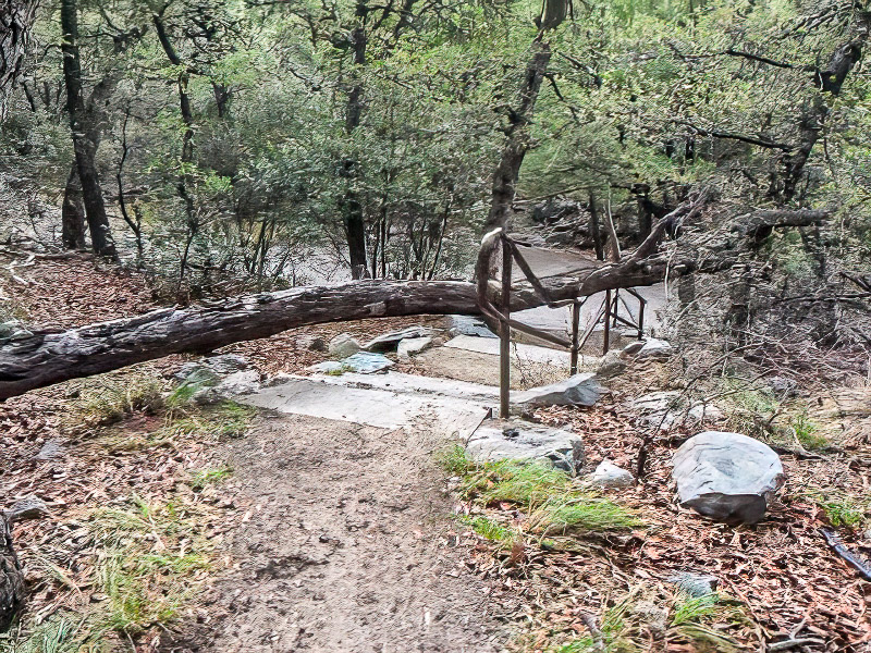 fallen tree along the pathway where stairs are located