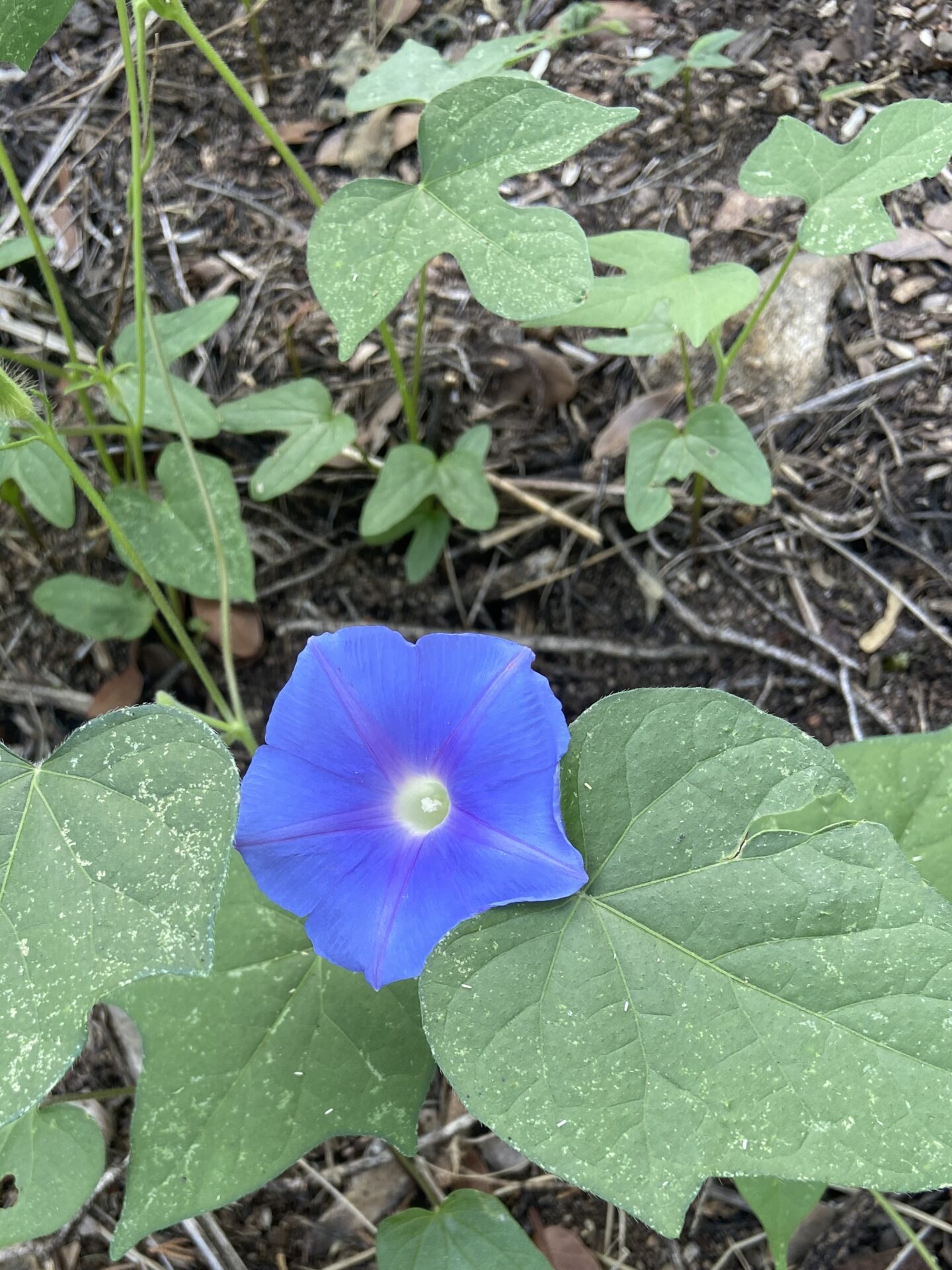 Ivy Leaf Morning Glory