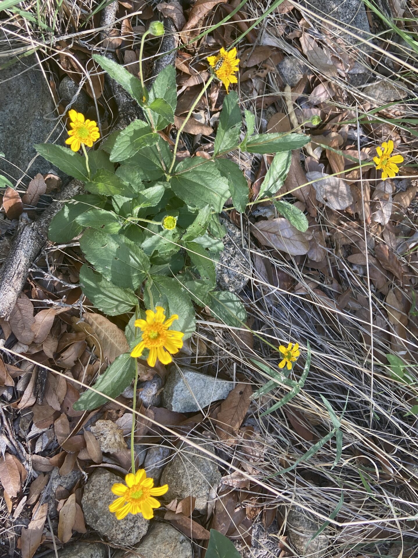 San Pedro Daisy