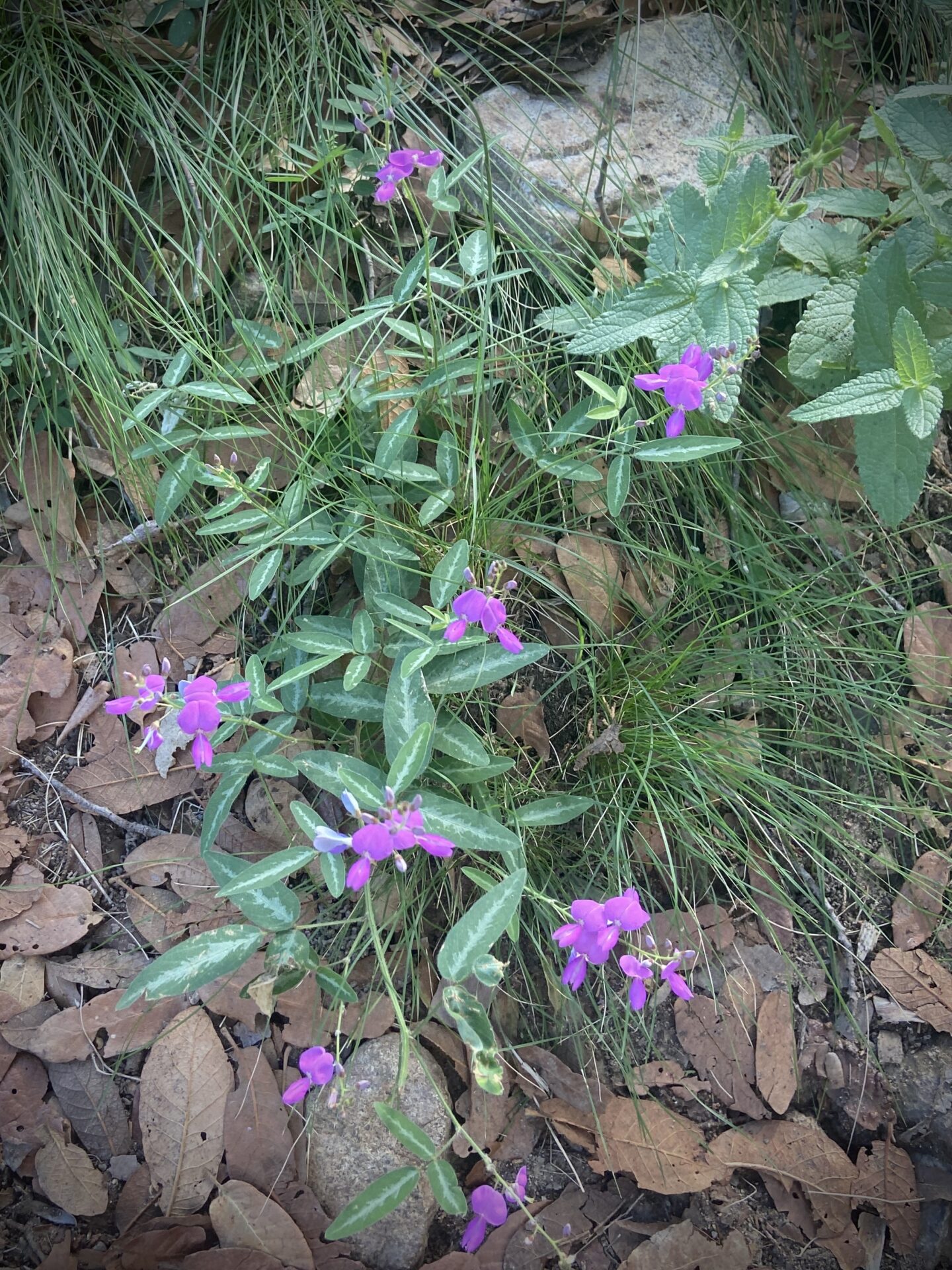 Bushy Tick Clover