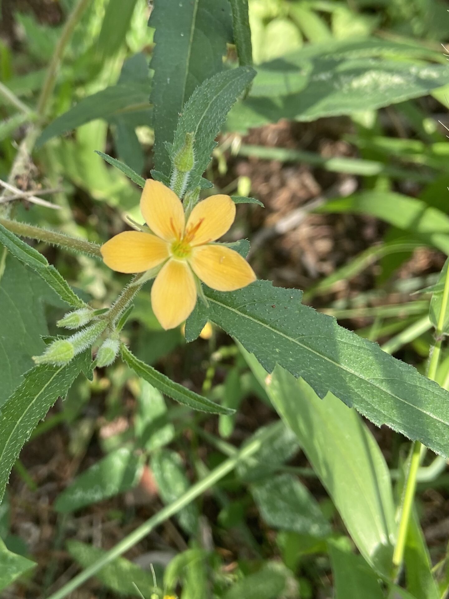 Isolated Blazingstar