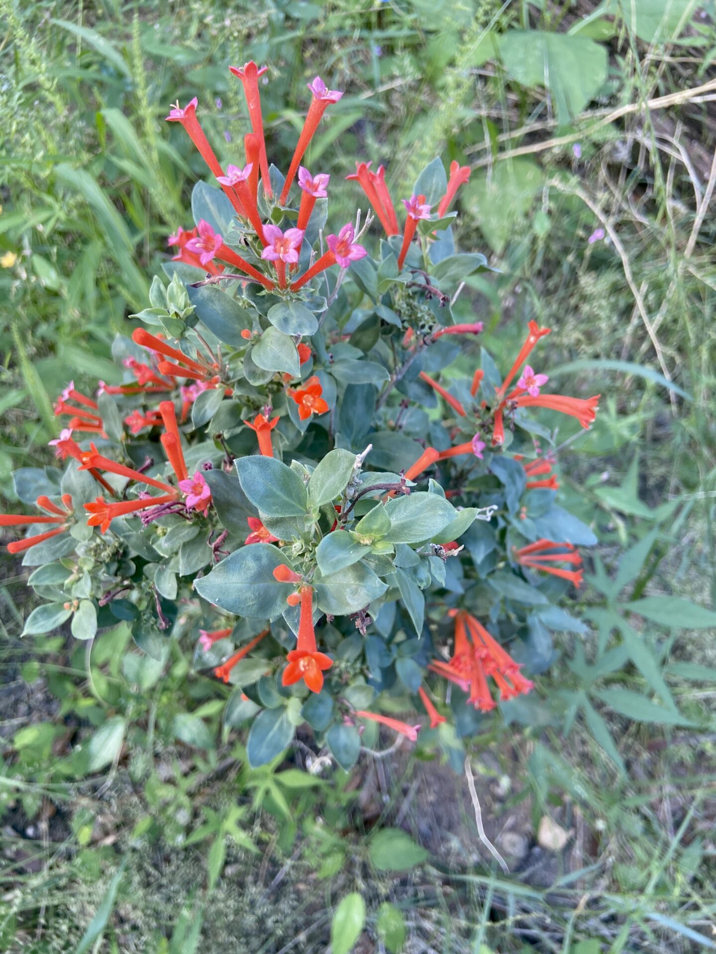 Firecracker Bush