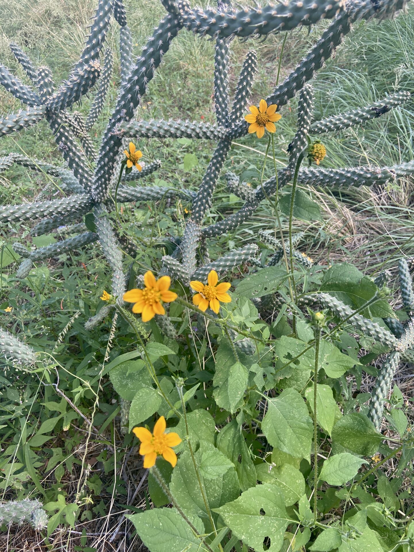 Heart-leaf Goldeneye with Cane Cholla