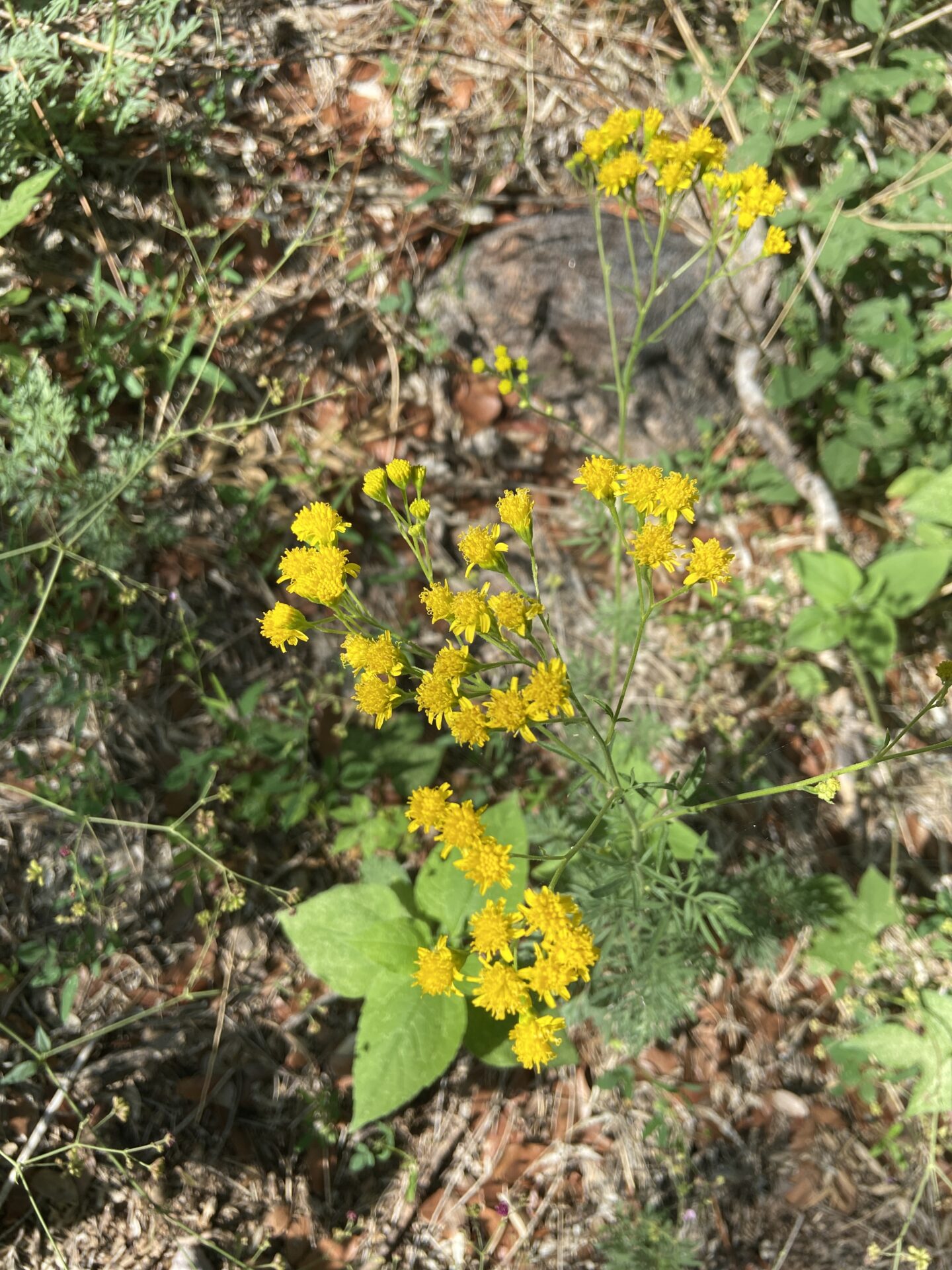 Yellow Thimblehead