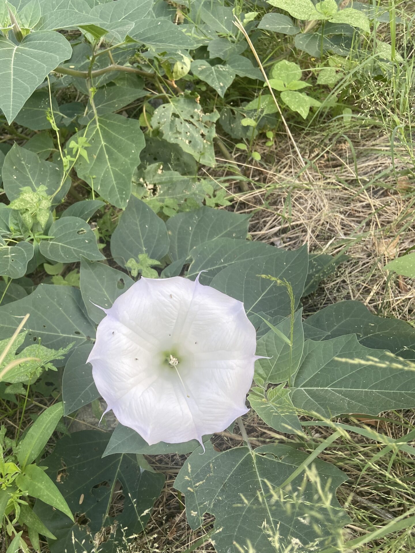 Sacred Datura