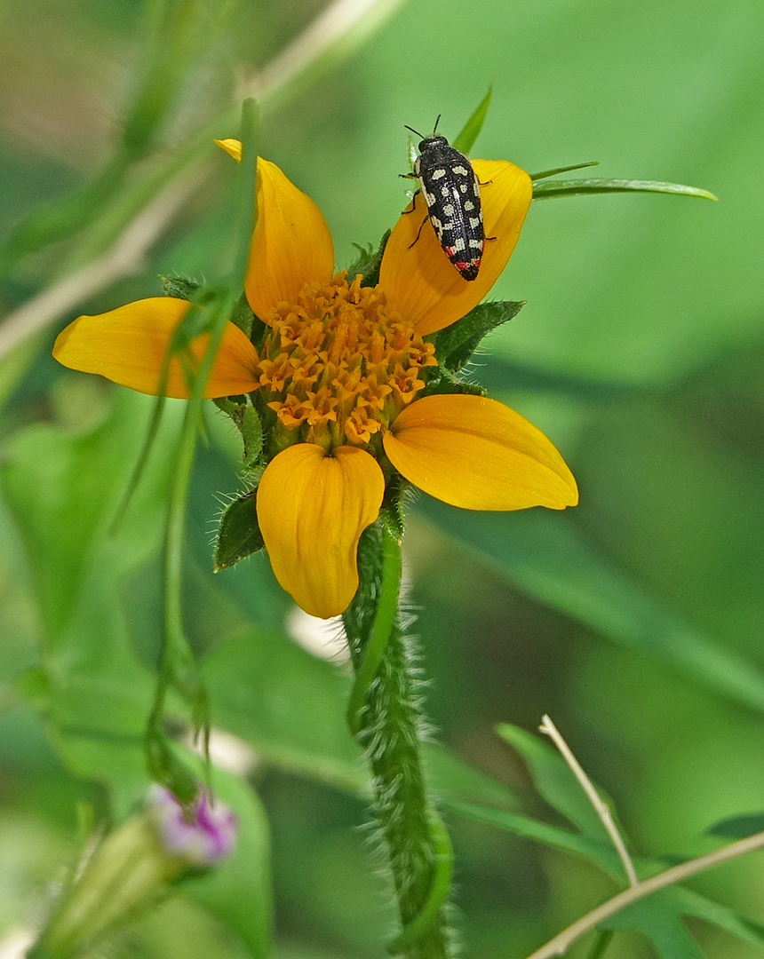 Acmaeodera Jewel Beetle on a Thurber's Tithonia
