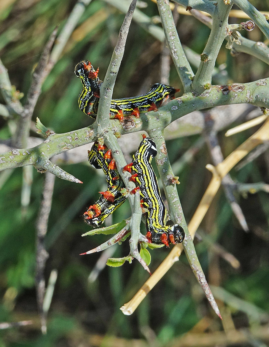 Three Cargida pyrrha moth caterpillars on a Graythorn bush