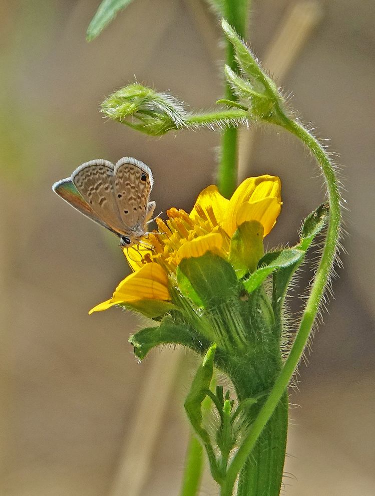 Ceraunus Blue Butterfly on Thurber's Tithonia
