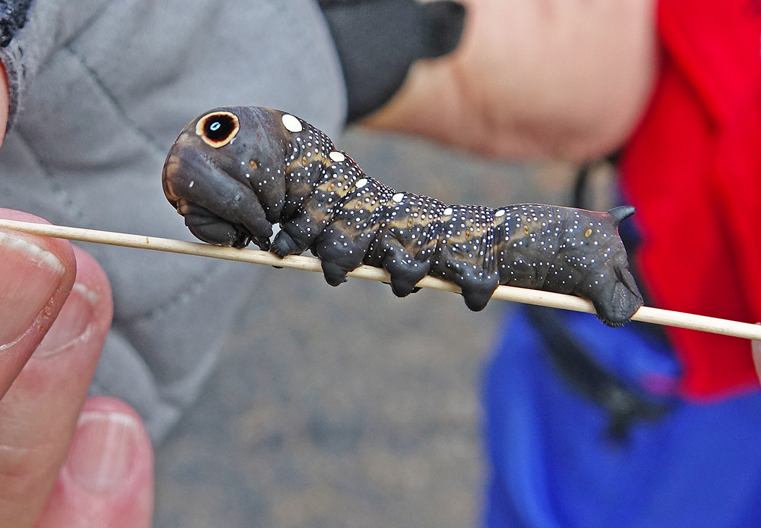 Falcon Sphinx Moth Caterpillar, probably parasitized, on dry grass