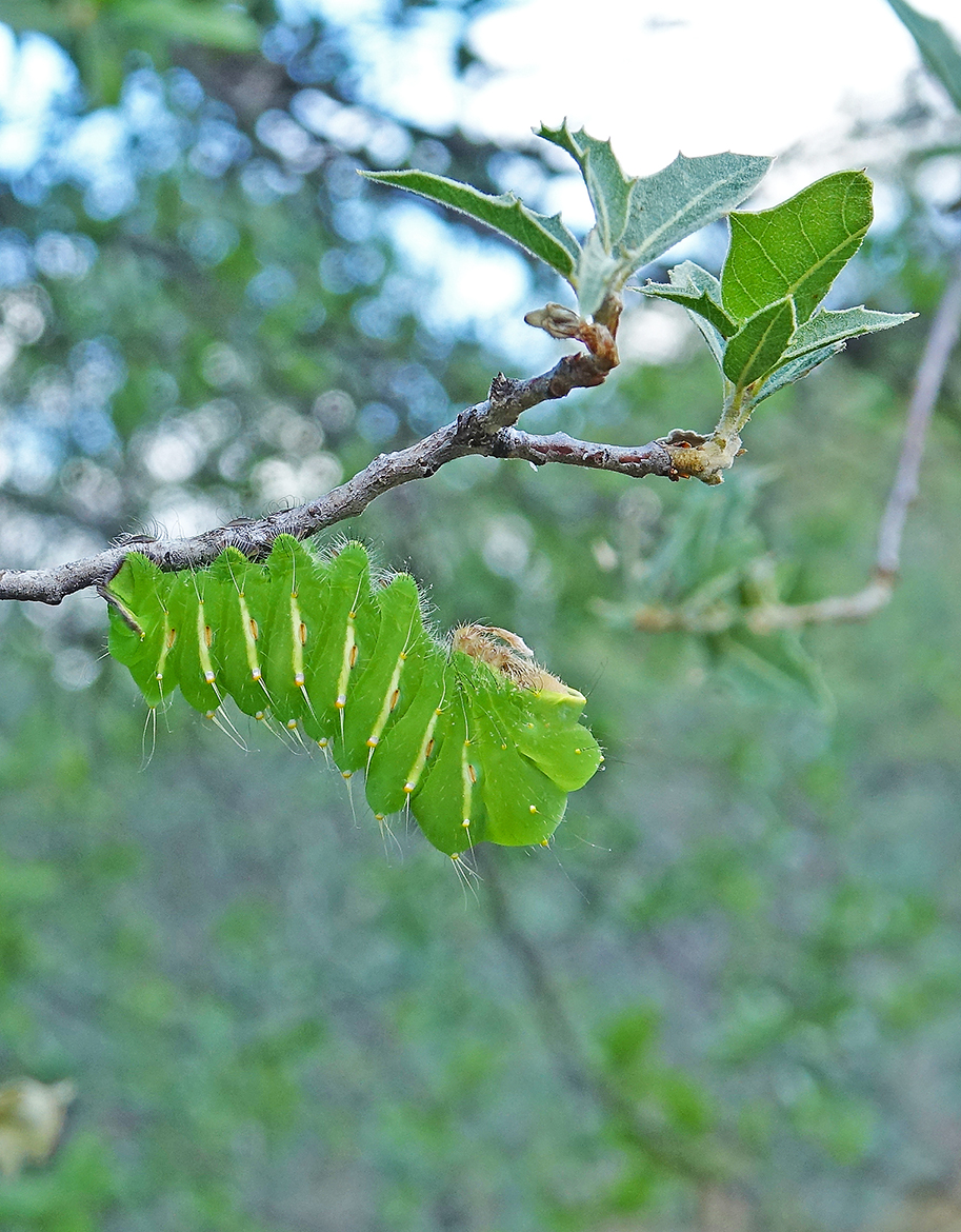 Western Prometheus Moth Caterpillar resting on Emory Oak