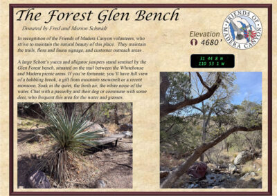 Forest Glen Bench