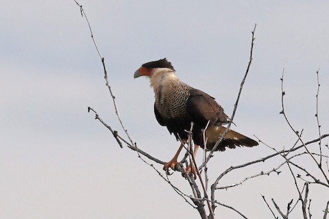 crested caracara bird in Madera Canyon
