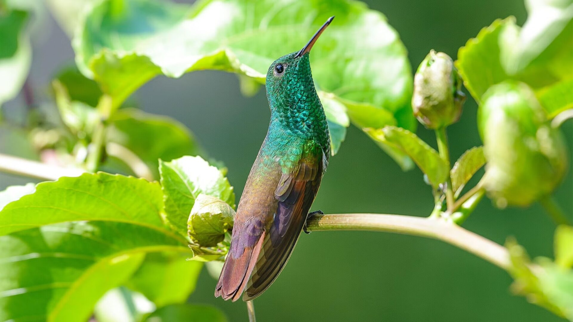 Hummingbird