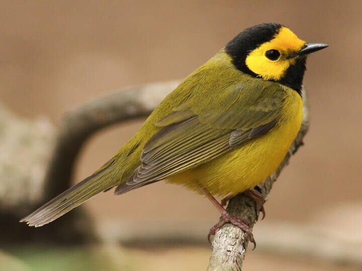 Hooded Warbler, photo by Evan Lipton 