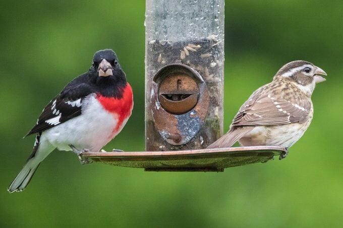 Male and Female Rose-breasted Grosbeaks, photo by Kirk Hatzmann