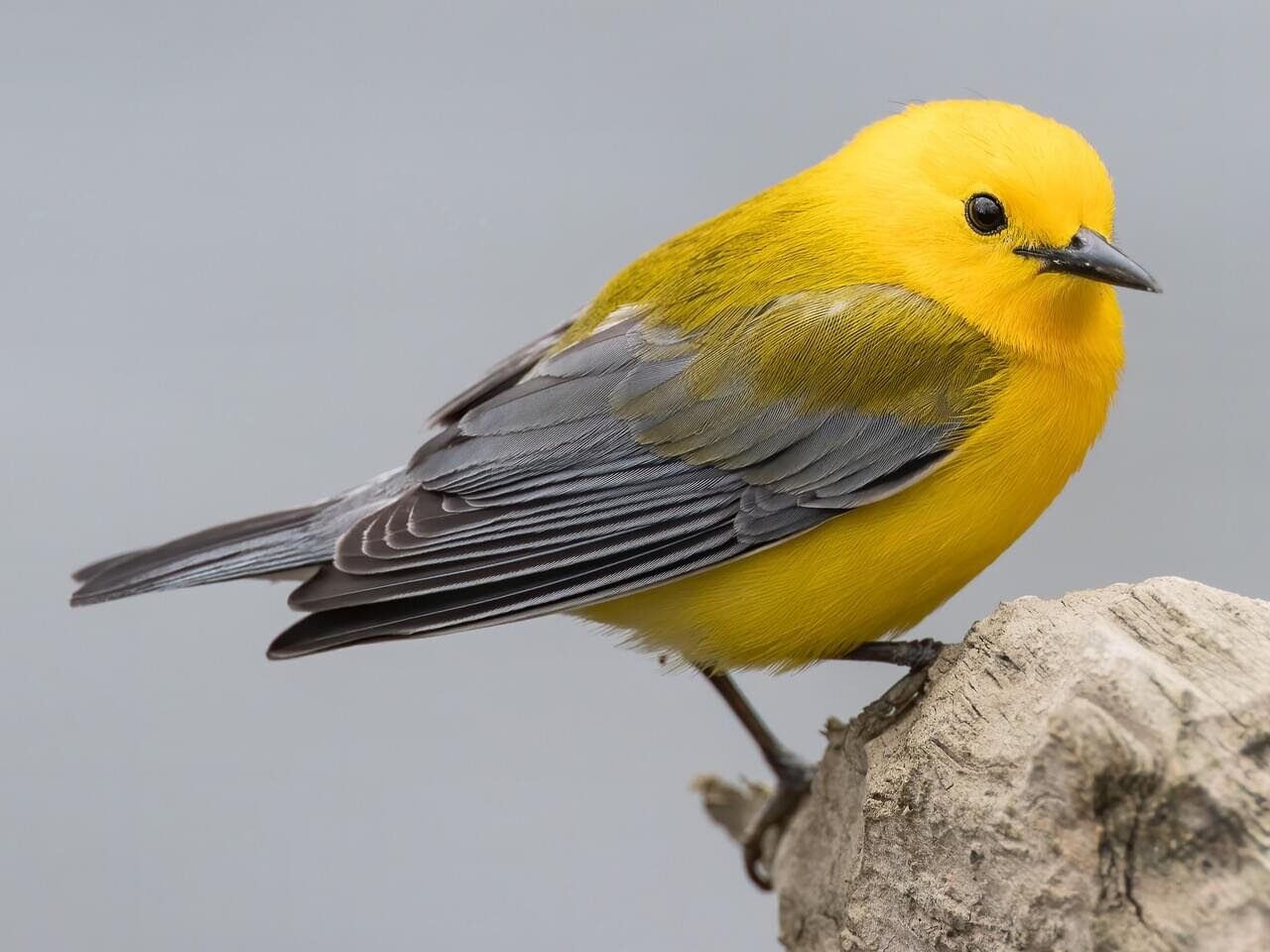 Prothonotary Warbler, photo by Ryan Sanderson, Macaulay Library
