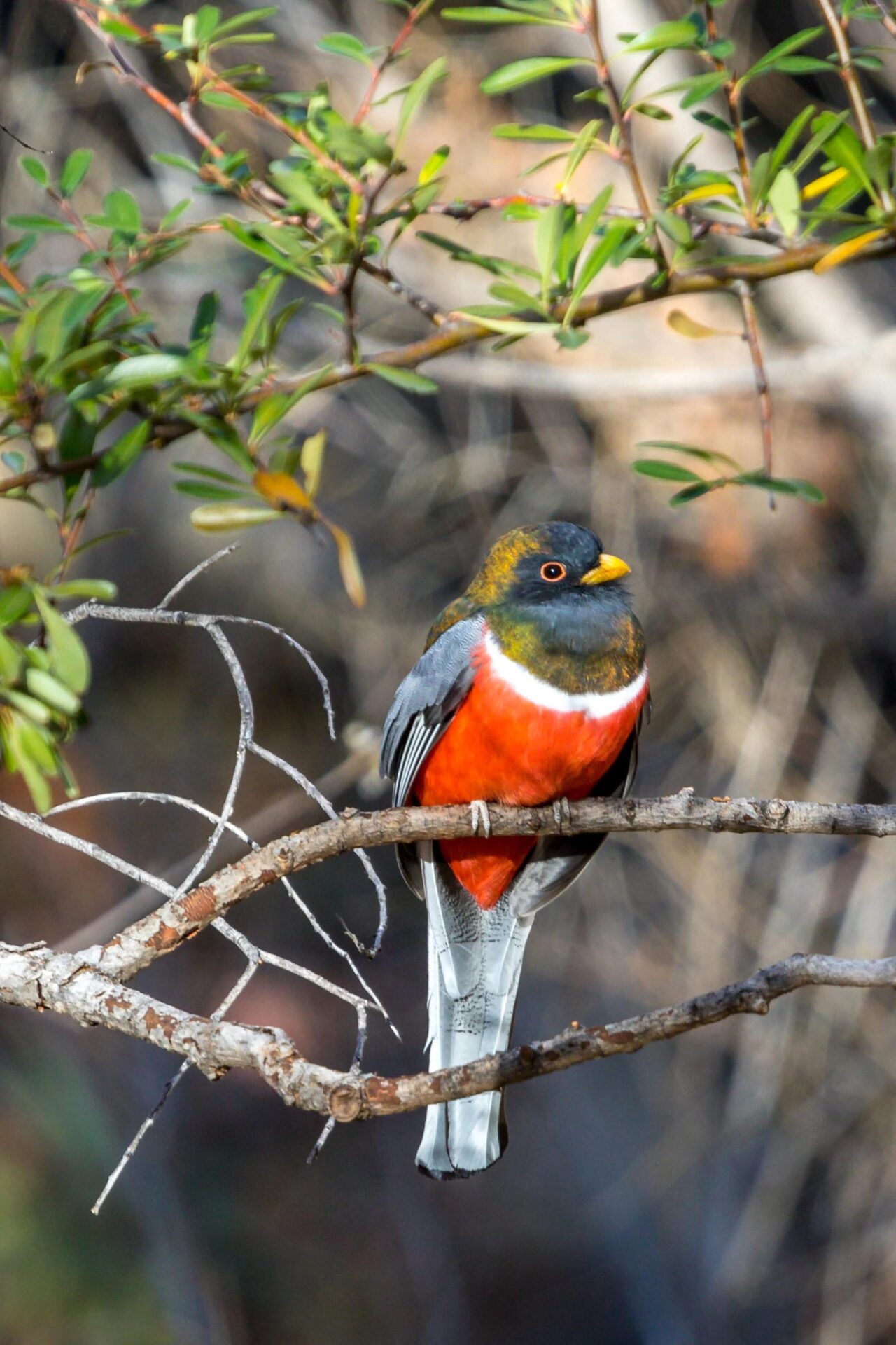 Elegant trogon in Arizona's Madera Canyon. Photo by Pete Gregoire