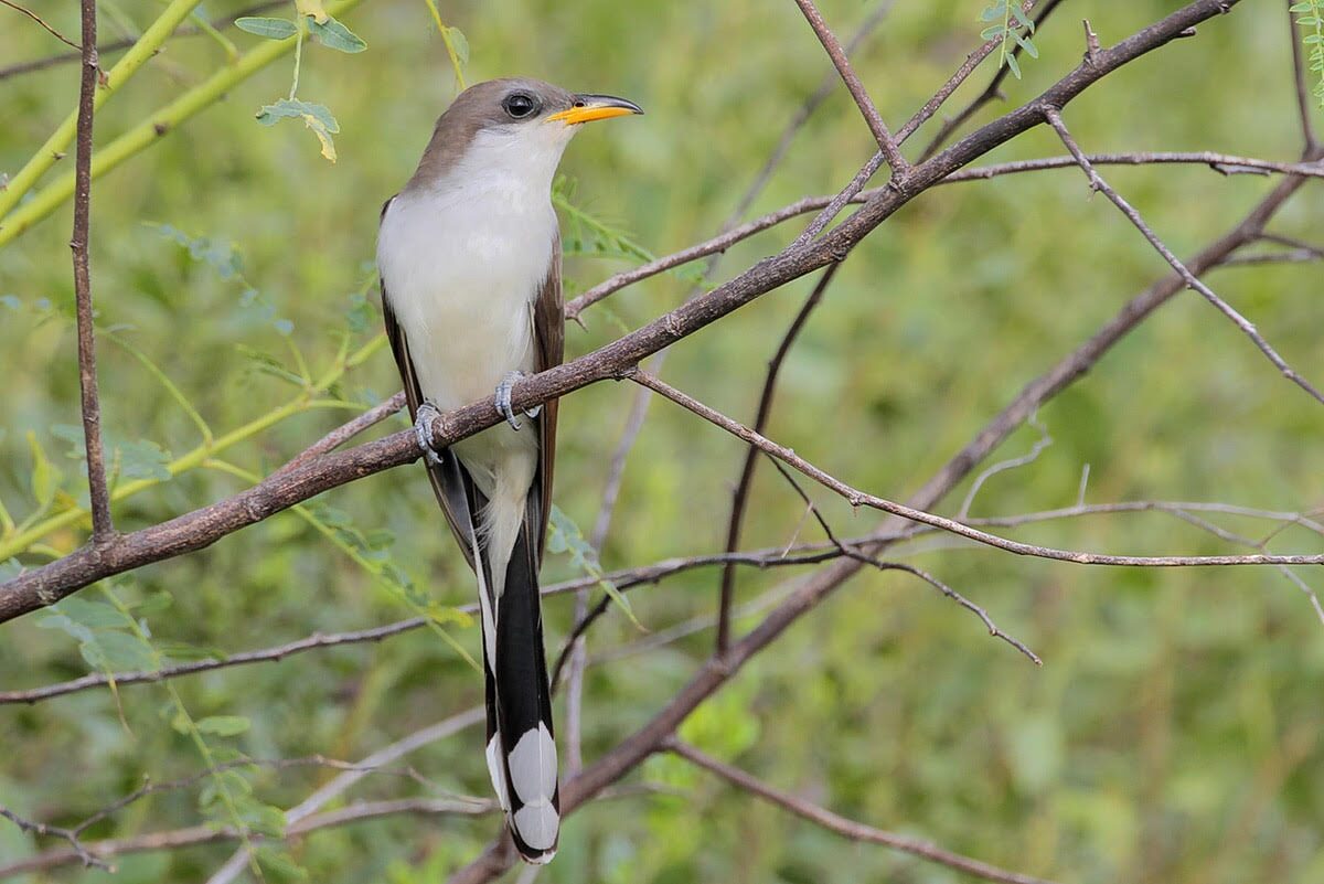 Birds in Madera Canyon