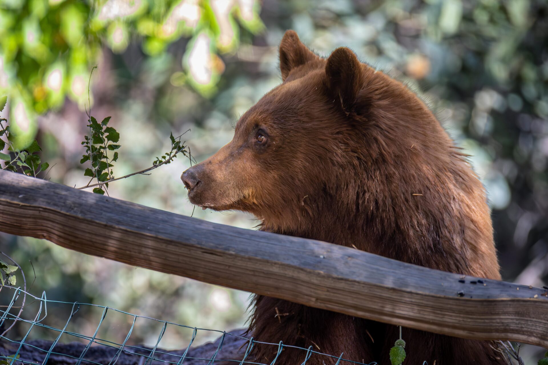 Black bear in the canyon