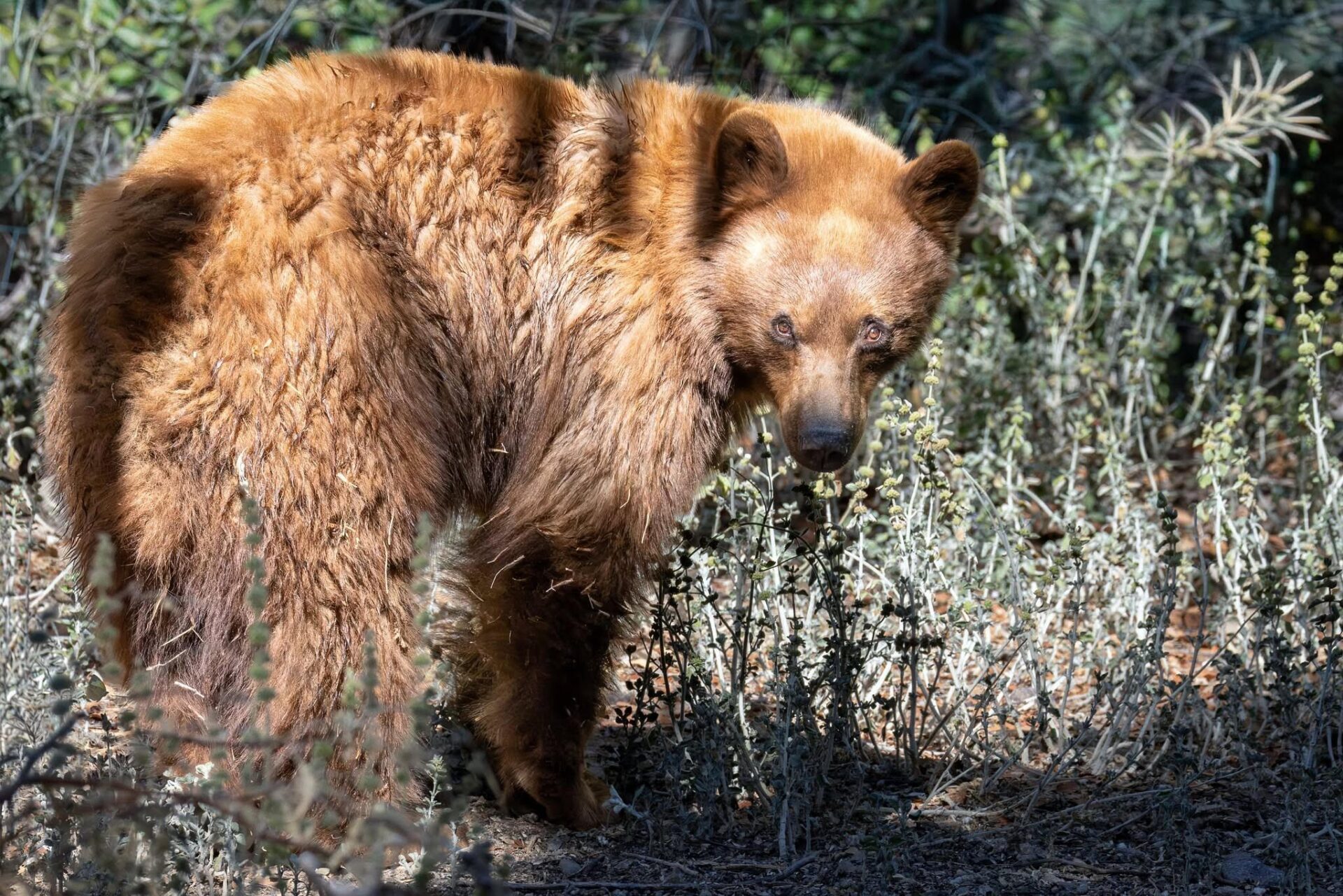 "Blonde" black bear in Madera Canyon