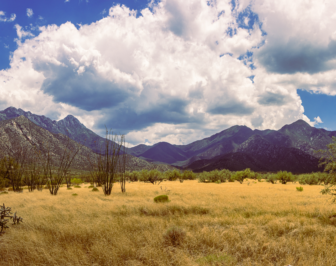Madera Canyon