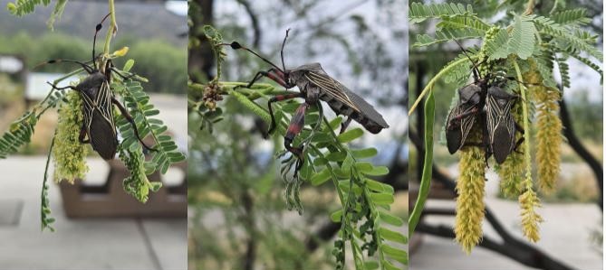 giant mesquite bugs