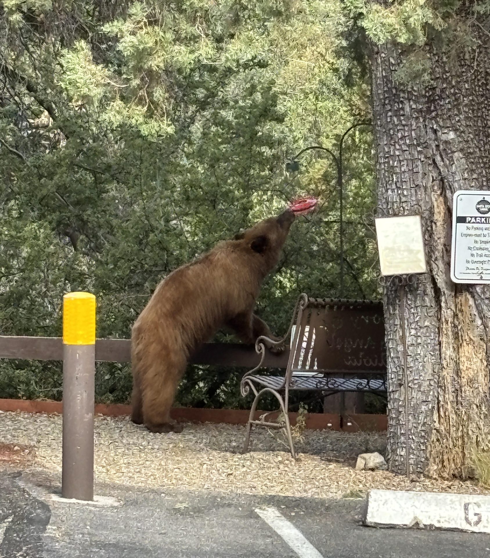 Black bear at Santa Rita Lodge in Madera Canyon