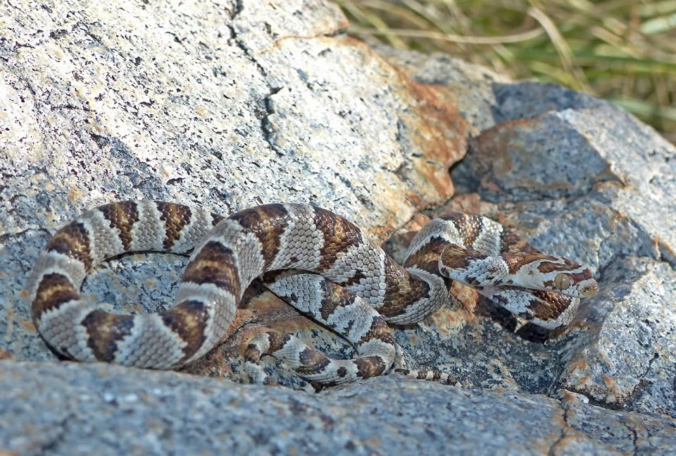 Western Lyresnake