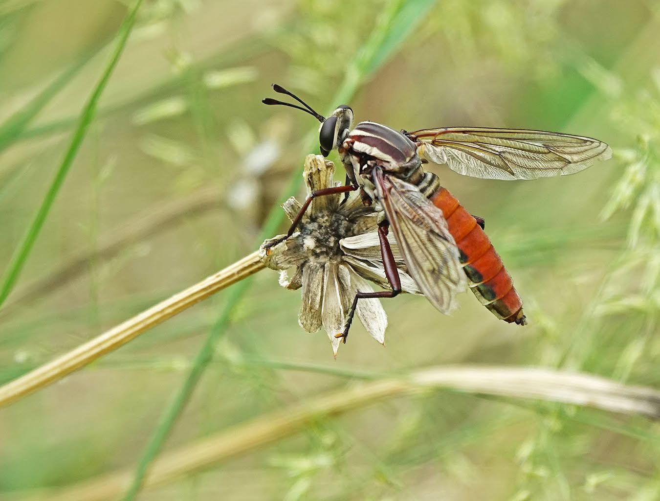 Big Mydas Fly on an old Tithonia stem, Proctor Loop
