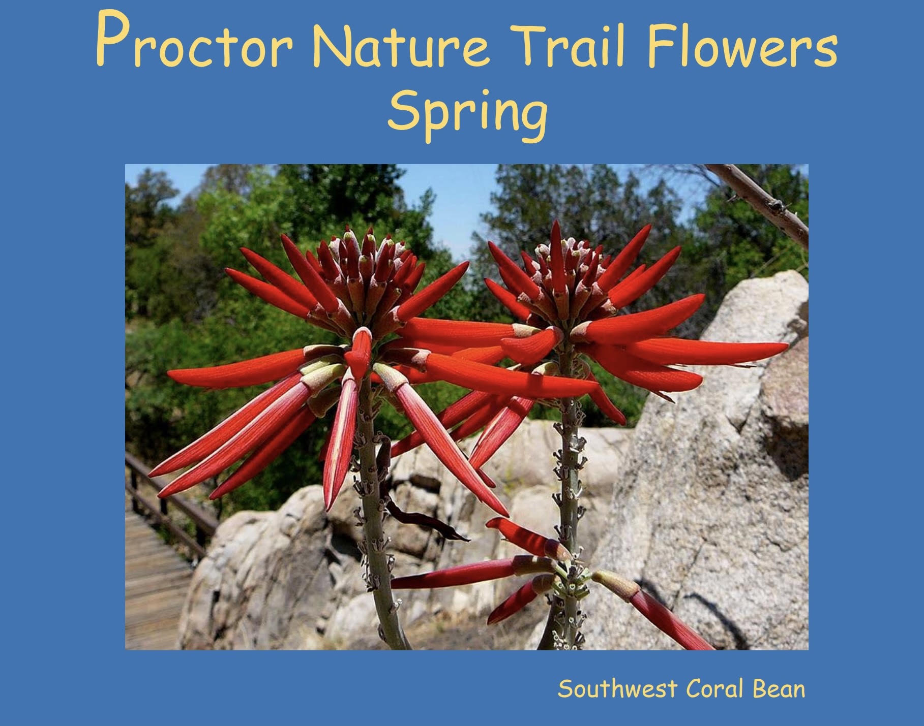 Spring Flowers on Proctor Trail