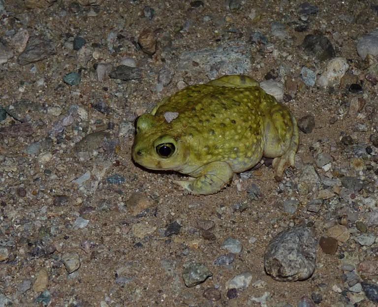 Male Couch's Spadefoot out at night after monsoon rain on bajada below Proctor
