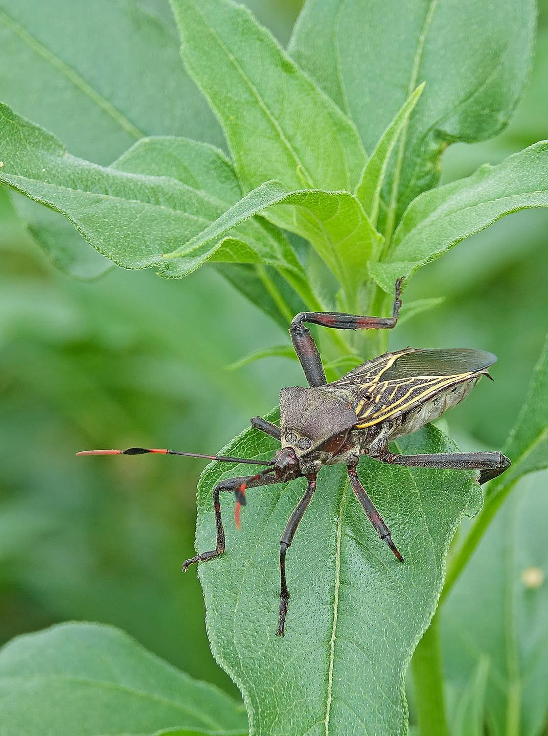Giant Mesquite Bug perched on a Goldeneye leaf, Proctor, Madera Canyon