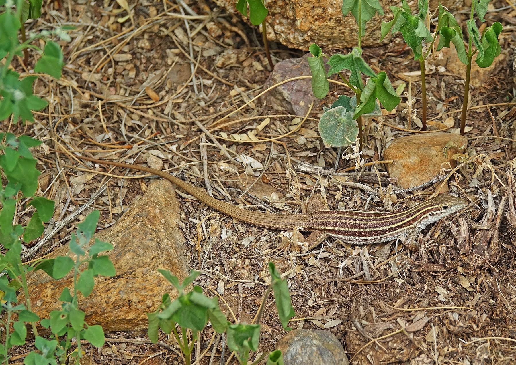 Sonoran Spotted Whiptail foraging in understory near the Proctor Ramada, lower Madera Canyon