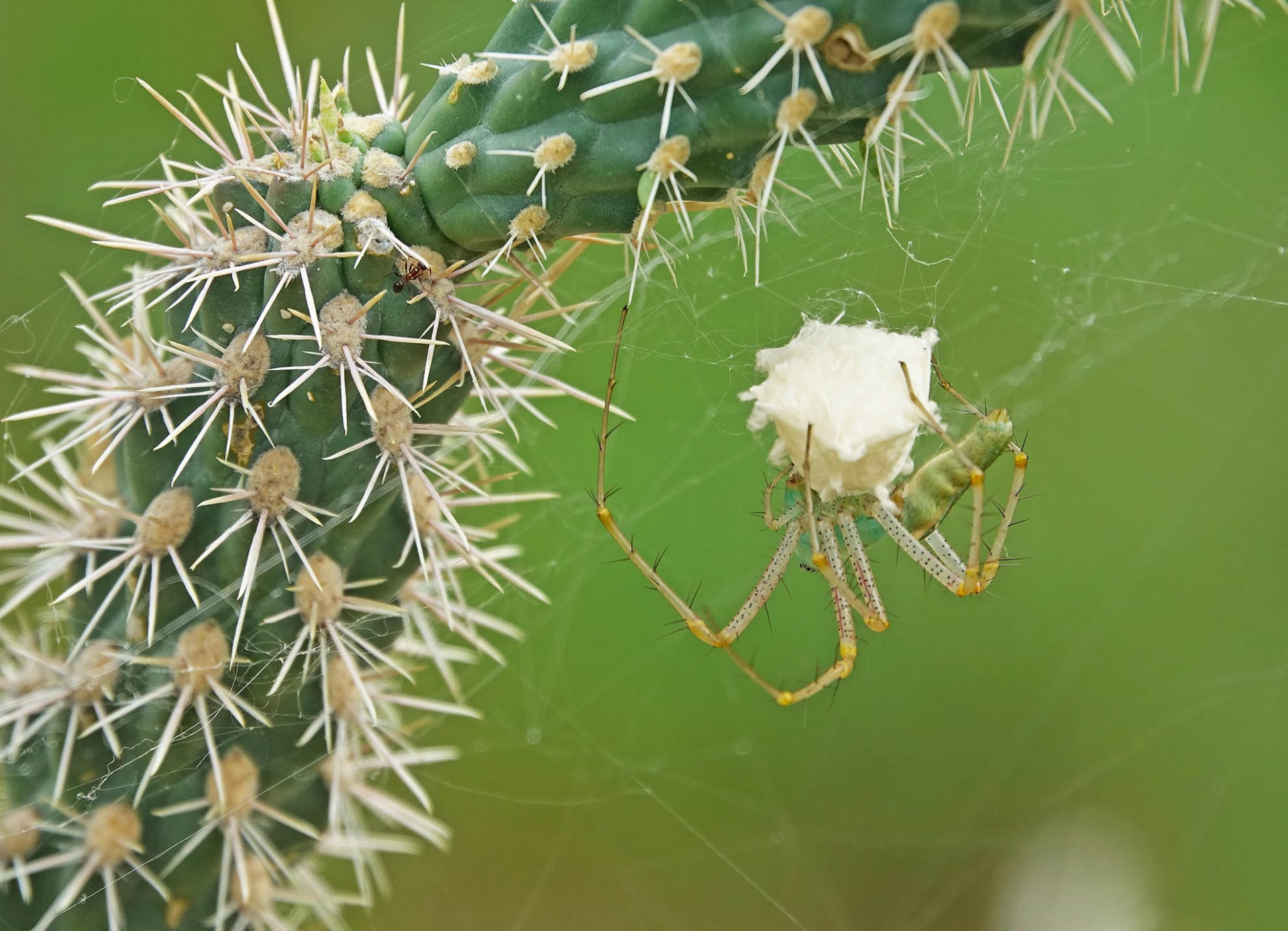 Female Green Lynx Spider guarding her new egg sac in the under a Cane Cholla joint along the Proctor Trail 