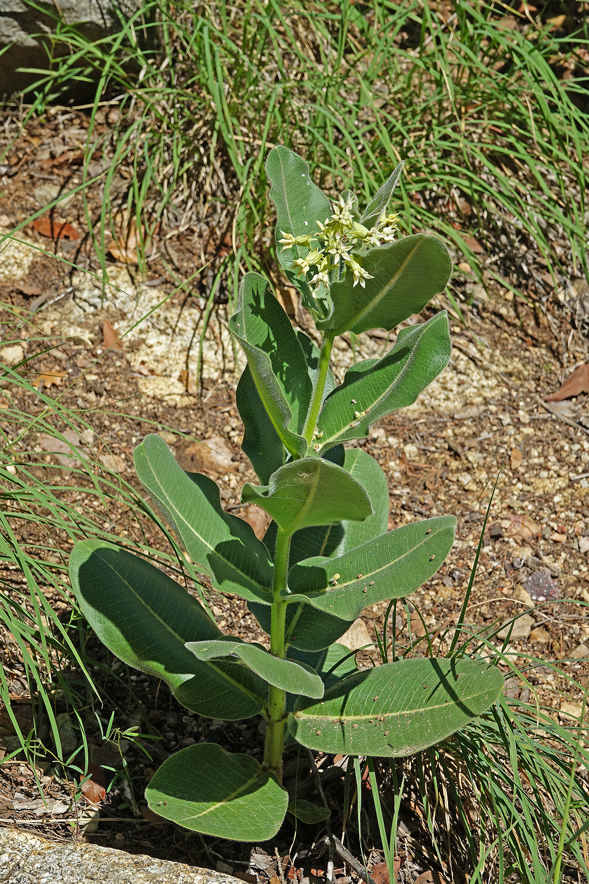 Asclepias Elata flowers