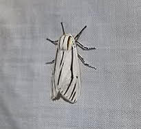 this clio tiger moth is white with dark stripes
