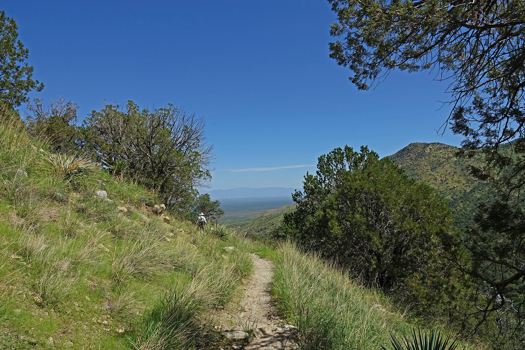 Nature Trail traverse in chaparral